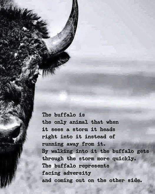 Be like the buffalo.