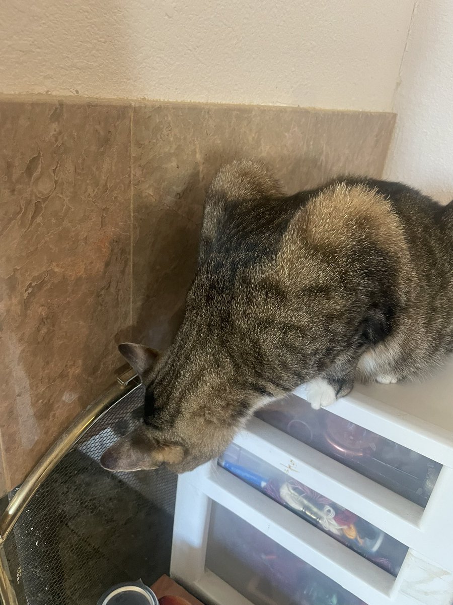 Toby & Taro tweet media