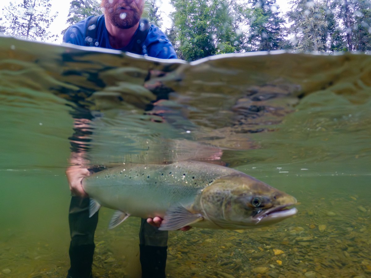 Those who fish for salmon serve as eyes &amp; ears on the water, noticing when something is wrong and being a presence that deters poaching &amp; pollution. They volunteer &amp; support habitat restoration projects. 

#WorldFisheriesDay! 🎣