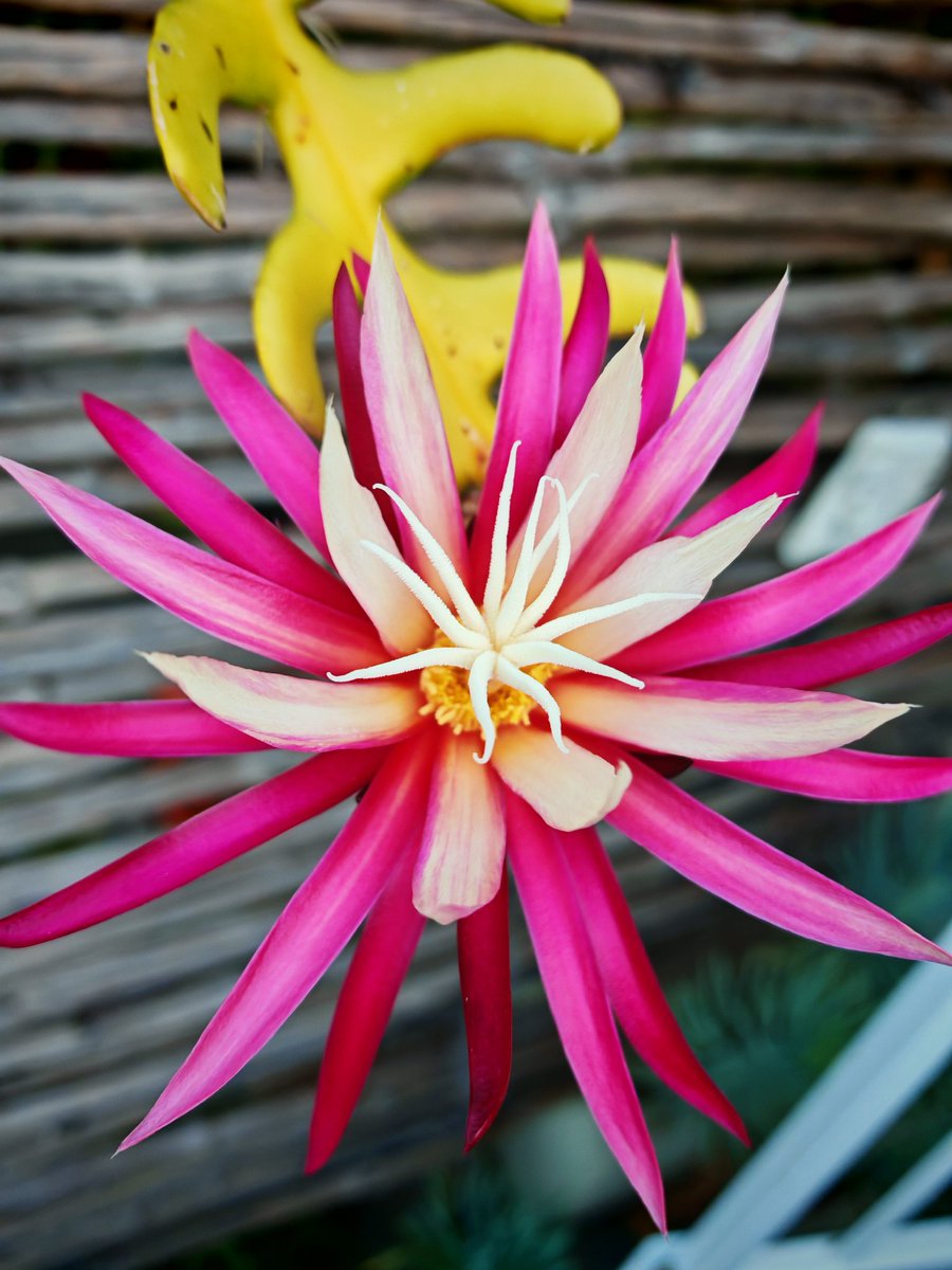 RealFrancoisvT's tweet photo. Zigzag cactus in bloom❤️ https://t.co/OIxzoJOUHz
