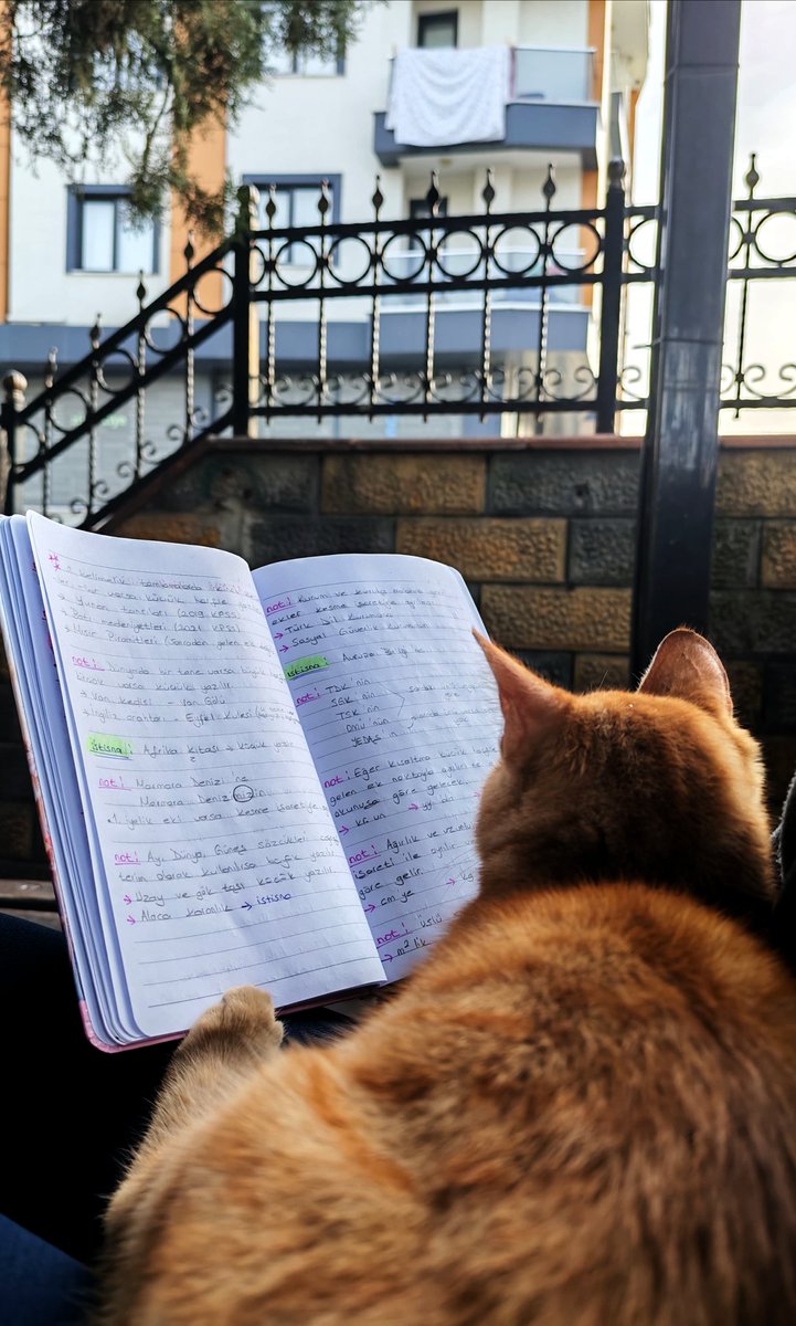 Molada benimle tekrar yapıyordu kendisi 🐈