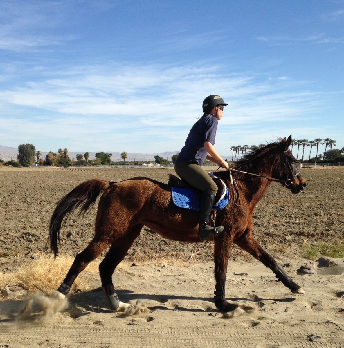 GloriousAllianc's tweet image. I ran on my sand track well into my 20s! My favorite was to run on my sand track in the winter desert sunshine! K and I talked and laughed a great deal on these gallops.