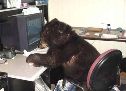 DailyBearPosts's tweet image. This is gonna be my last bear post for a couple weeks. 

I need a serious break from social media, because I'm extremely burnt out. And especially with a college exam coming up, and Thanksgiving. 

Hope you all have a good Thanksgiving!

Bear out.