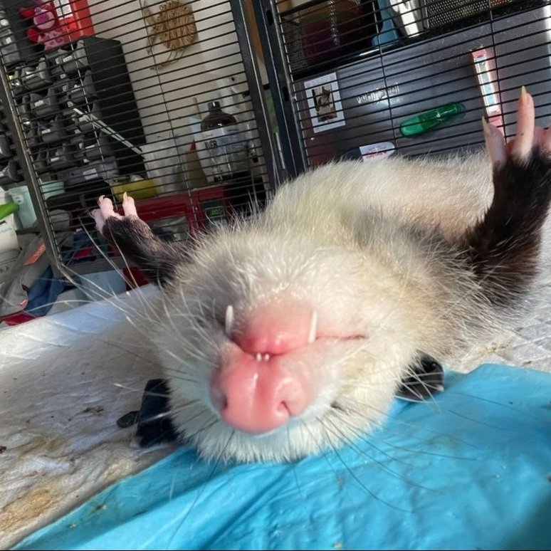 Siksithegame's tweet image. Así voy a volver se concla (no voy)