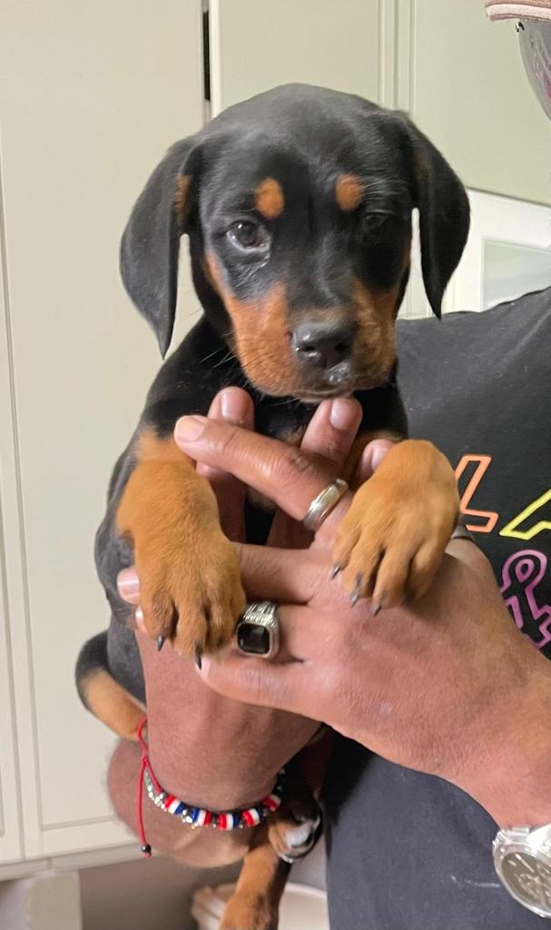 Tadeo tiene 2 meses, y va a ser un grandullón, es un mestizo y aunque ahora recuerde a varias razas la verdad es que no sabemos nada, es demasiado pequeño. 
Busca hogar, como siempre insistimos, para siempre y de sofá.
En La Nucia.