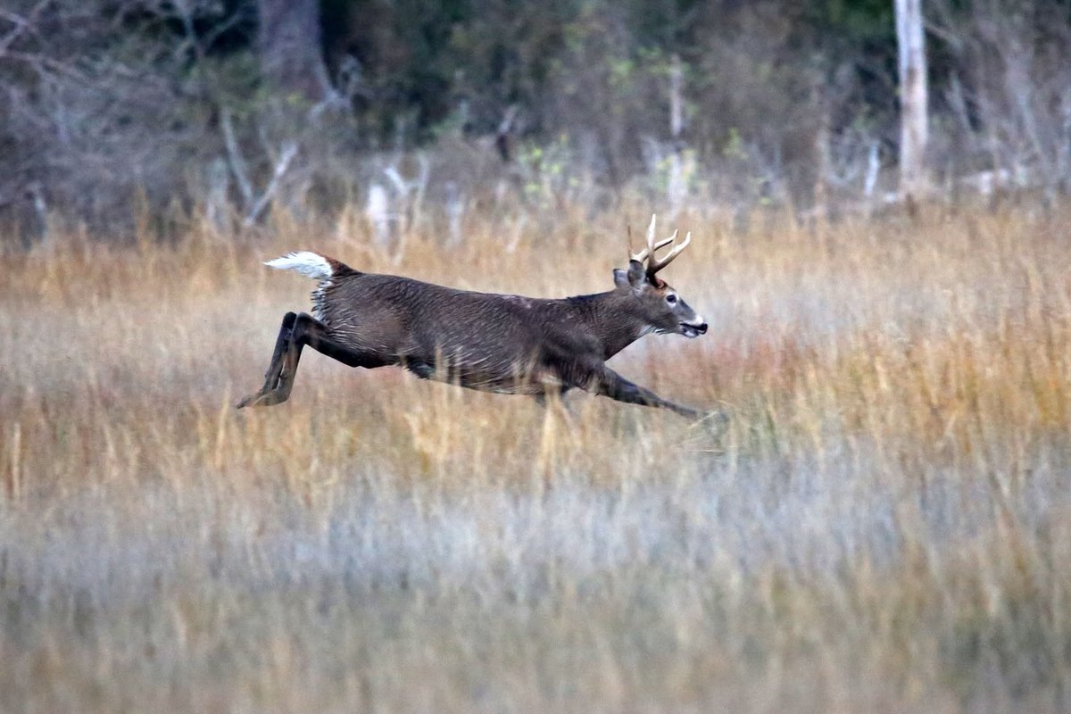 Deer running through swamp near York River. <a href="/GloMtwsGJ/">Gazette-Journal</a> <a href="/13NewsNow/">13News Now</a> <a href="/virginianpilot/">The Virginian-Pilot</a>