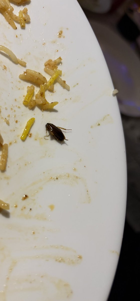 smritimishra_18's tweet photo. @Swiggy @biryanibykilo This is sick and disgusting! Serving cockroaches in biryani? When did this become the new norm? Such low quality food, and for such high payment this is what one gets! Who will be answerable for this sick thing? Cant think of ordering from Swiggy!!! https://t.co/uu1FjKmeUP