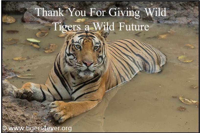 Thank you to the anonymous donor whose kind donation will help us to give an Anti-Poaching Patroller 3 nutritious hot meals whilst they are on duty protecting wild #Tigers #FridayFeeling goto.gg/28767
