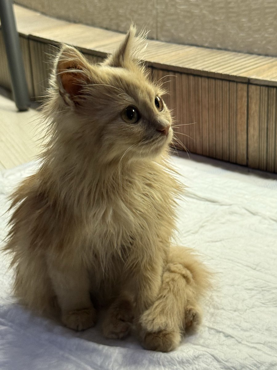 кібер.Рзай tweet media