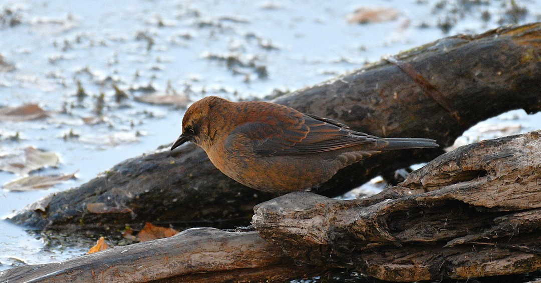 WillCoForests's tweet photo. Rustic blackbirds get their name from the rust-colored edges of their feathers, which are part of their winter plumage. These migratory birds often forage on the ground with their tails perked up. (Photo courtesy of Robert Hafey) #WillCoForests #FPDWC https://t.co/xTc0u0XgLb