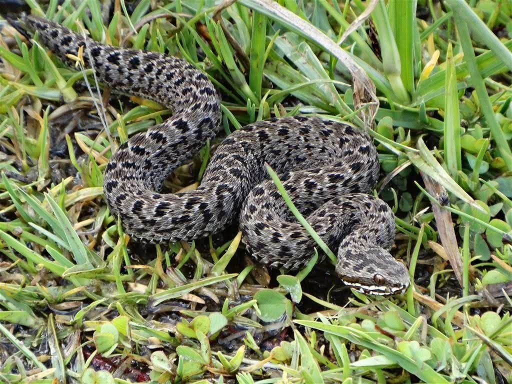 Take it back to the forest