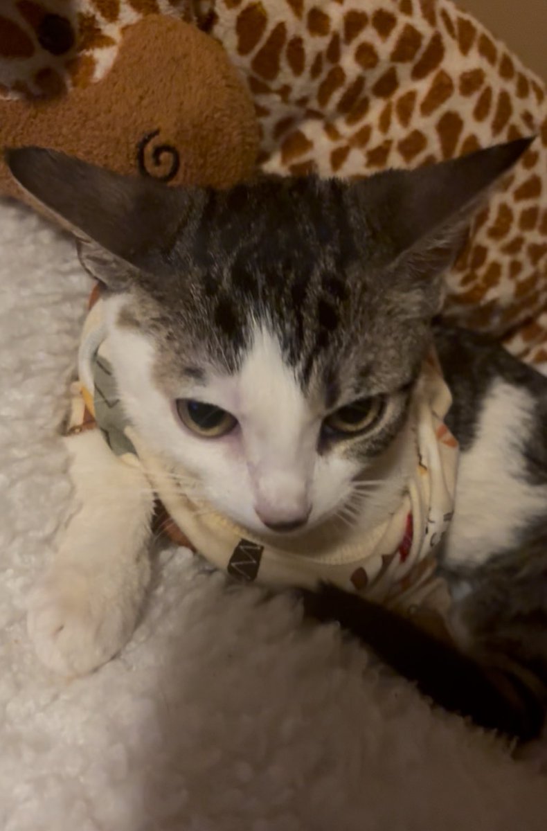 Fortnitemew's tweet image. Before and after dad pet me you see how I go from pist off .. to happy baby