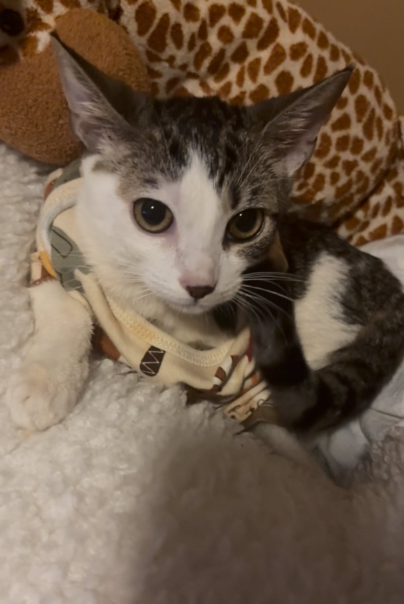 Fortnitemew's tweet image. Before and after dad pet me you see how I go from pist off .. to happy baby