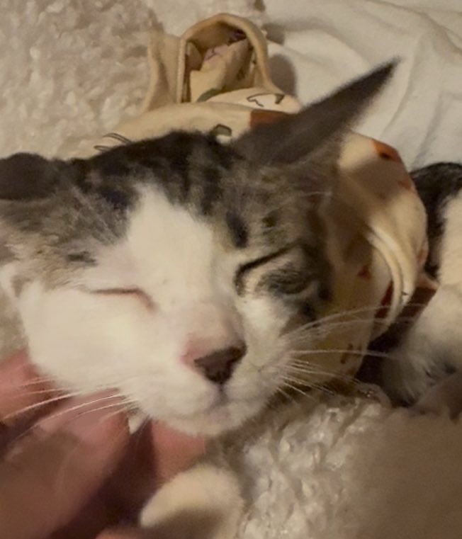 Fortnitemew's tweet image. Before and after dad pet me you see how I go from pist off .. to happy baby