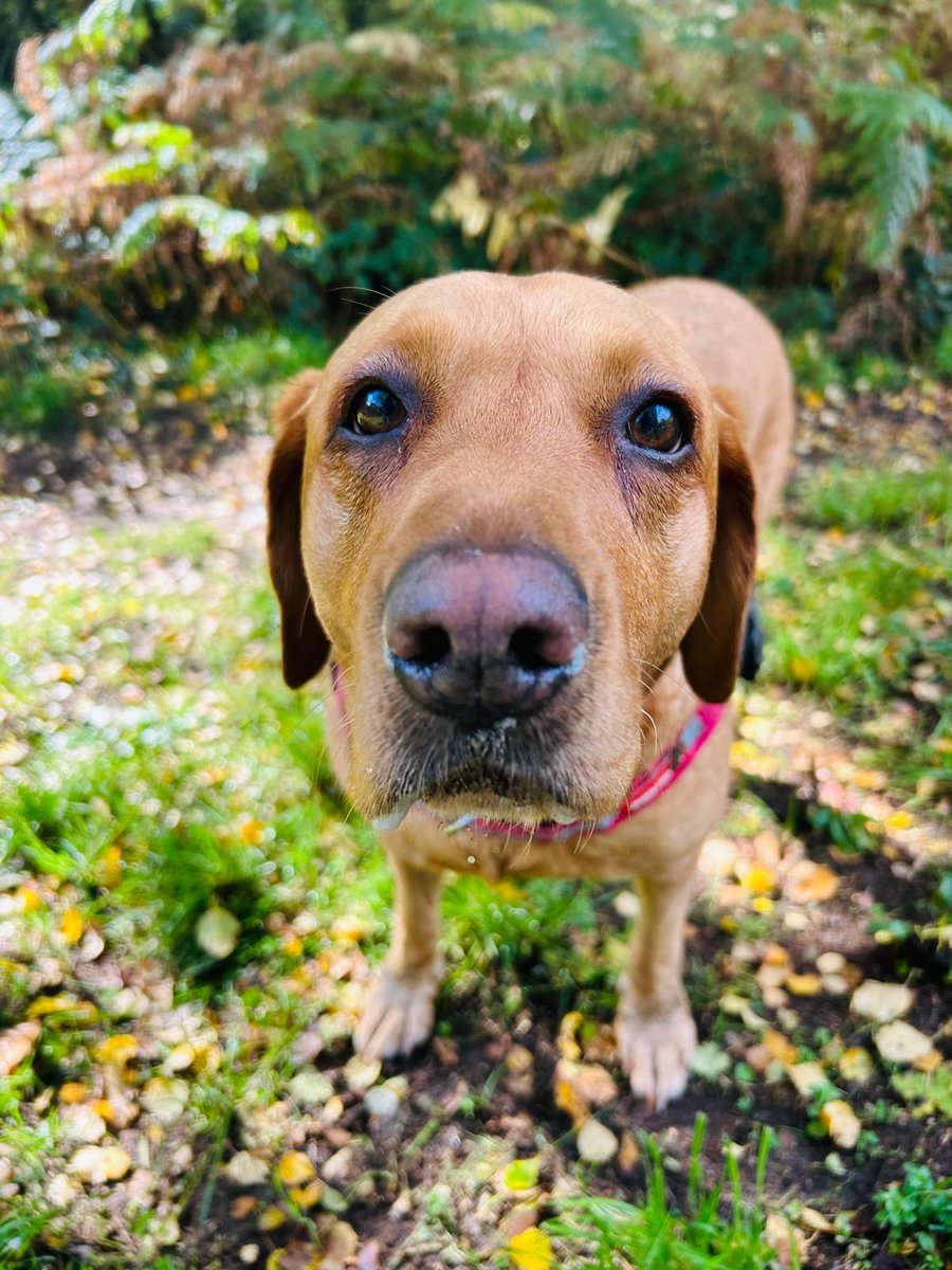 Scorby_Doo's tweet photo. Just for the record, Hattie doesn't judge me. No. She really doesn't..ππ @Dogsof_X #foxredlabrador #dogsoftwitter https://t.co/YahUYCPnWe