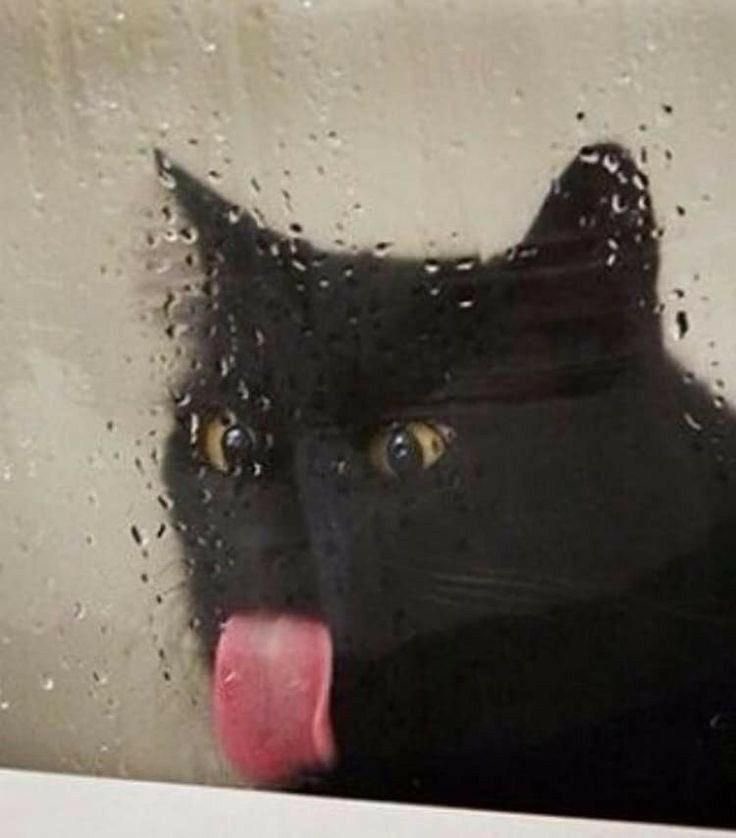 visualscat's tweet image. 