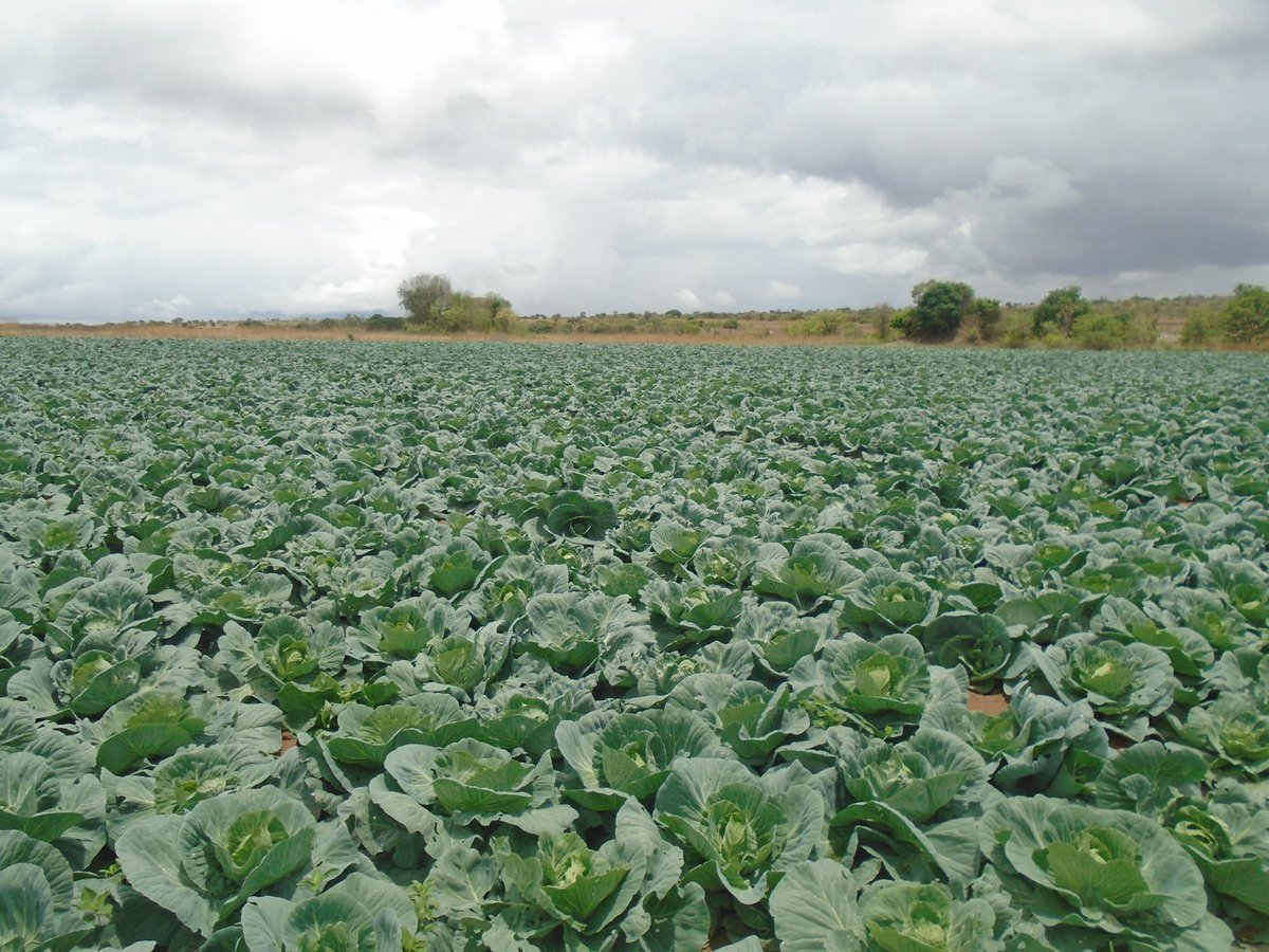 MukuvariKaroi's tweet image. Tomatoes are our major crop but we occasionally put in cabbages and or Watermelon for rotaion's sake. Am falling in love with cabbages because whenever we plant them we get good yields though prices are at times discouraging. This is our Christmas crop.. lunaria by @Charterseeds