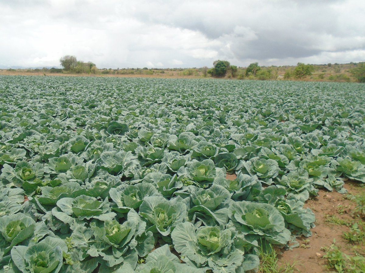 MukuvariKaroi's tweet image. Tomatoes are our major crop but we occasionally put in cabbages and or Watermelon for rotaion's sake. Am falling in love with cabbages because whenever we plant them we get good yields though prices are at times discouraging. This is our Christmas crop.. lunaria by @Charterseeds