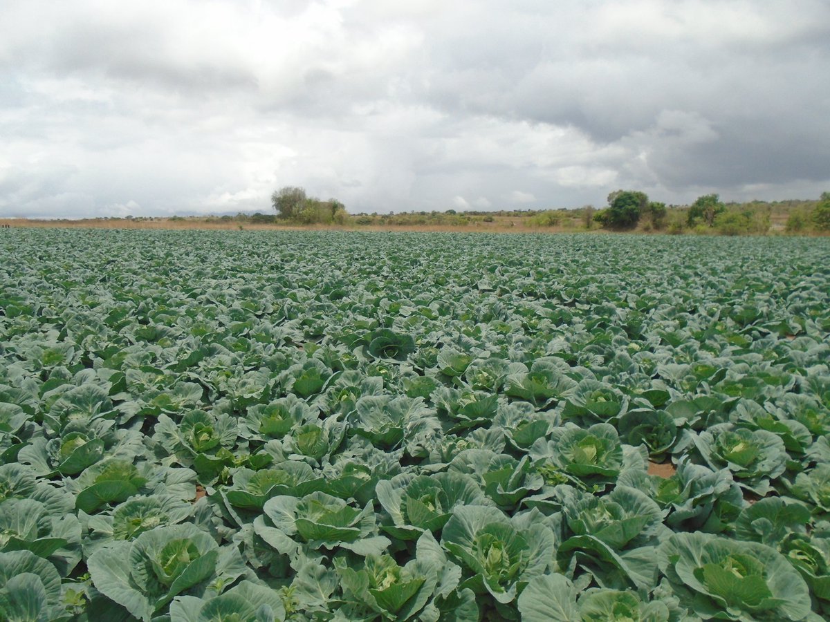 MukuvariKaroi's tweet image. Tomatoes are our major crop but we occasionally put in cabbages and or Watermelon for rotaion's sake. Am falling in love with cabbages because whenever we plant them we get good yields though prices are at times discouraging. This is our Christmas crop.. lunaria by @Charterseeds