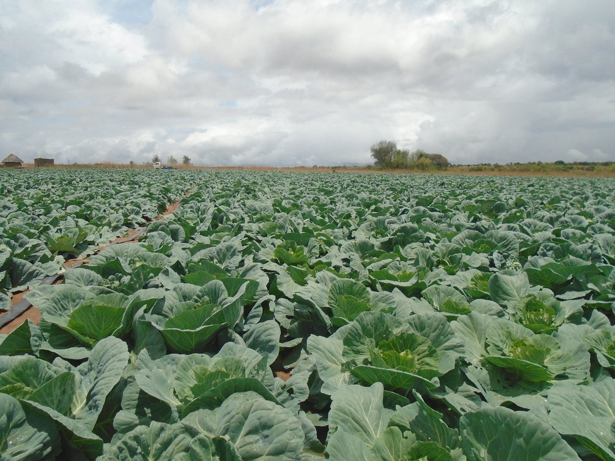 MukuvariKaroi's tweet image. Tomatoes are our major crop but we occasionally put in cabbages and or Watermelon for rotaion's sake. Am falling in love with cabbages because whenever we plant them we get good yields though prices are at times discouraging. This is our Christmas crop.. lunaria by @Charterseeds