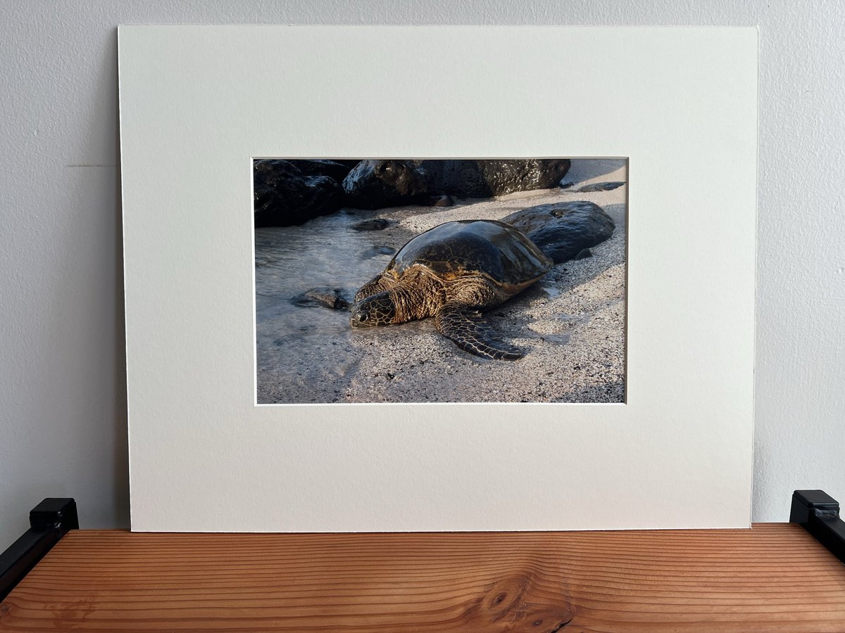 I listed both of these photos on e-Bay

317569747581 (Hula)
317569779814 (Turtle)

Use the above item numbers to go directly to the listing for details. Aloha!