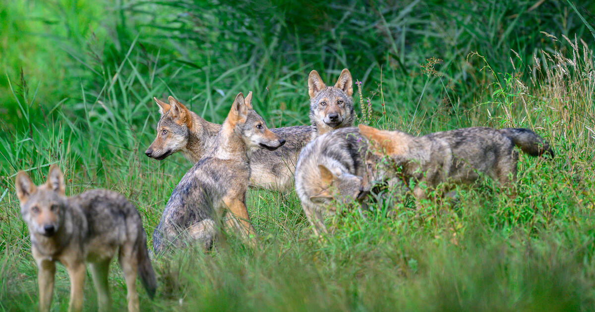 Änderung des Bundesjagdgesetzes: Regulierung des Wolfes ist überfällig dlvr.it/TPPJwG