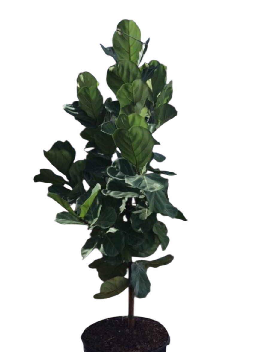 smartyplantsnur's tweet image. Fiddle Leaf Fig – Ficus Lyrata

Available in 3, 7, 15, and 25 gallons.

Order here - smartyplantsnursery.com/product/fiddle…

#fiddleleaffig #ficuslyrata