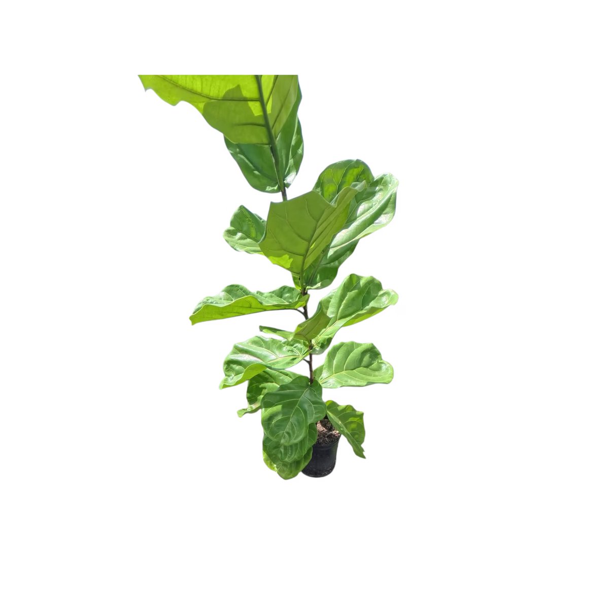 smartyplantsnur's tweet image. Fiddle Leaf Fig – Ficus Lyrata

Available in 3, 7, 15, and 25 gallons.

Order here - smartyplantsnursery.com/product/fiddle…

#fiddleleaffig #ficuslyrata