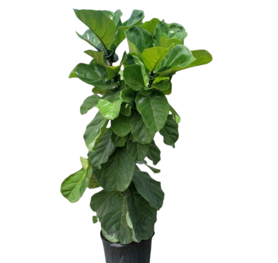smartyplantsnur's tweet image. Fiddle Leaf Fig – Ficus Lyrata

Available in 3, 7, 15, and 25 gallons.

Order here - smartyplantsnursery.com/product/fiddle…

#fiddleleaffig #ficuslyrata