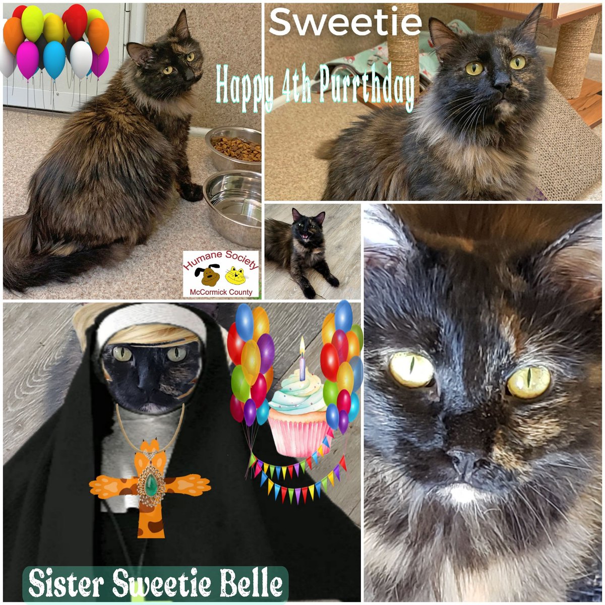 CassieJFox's tweet photo. #FelineFriday Shouting Meows and "Happy 4th Purrthday wishes to our thick, sweet gorgeous tortie girl "Sister Sweetie Belle"
Sweetie is the Queen Mistress for tomorrow's Caturday Night Pawty.
#Purrthday #TortieGirl #TortoiseShellCats #CatsOfX #Meowdel #SouthernBelleFelines #CazFoxMedia #WhitmireSC #Caturday
π·πΎπ»π½πββ¬ππΎππππ₯³πͺ
πͺ©