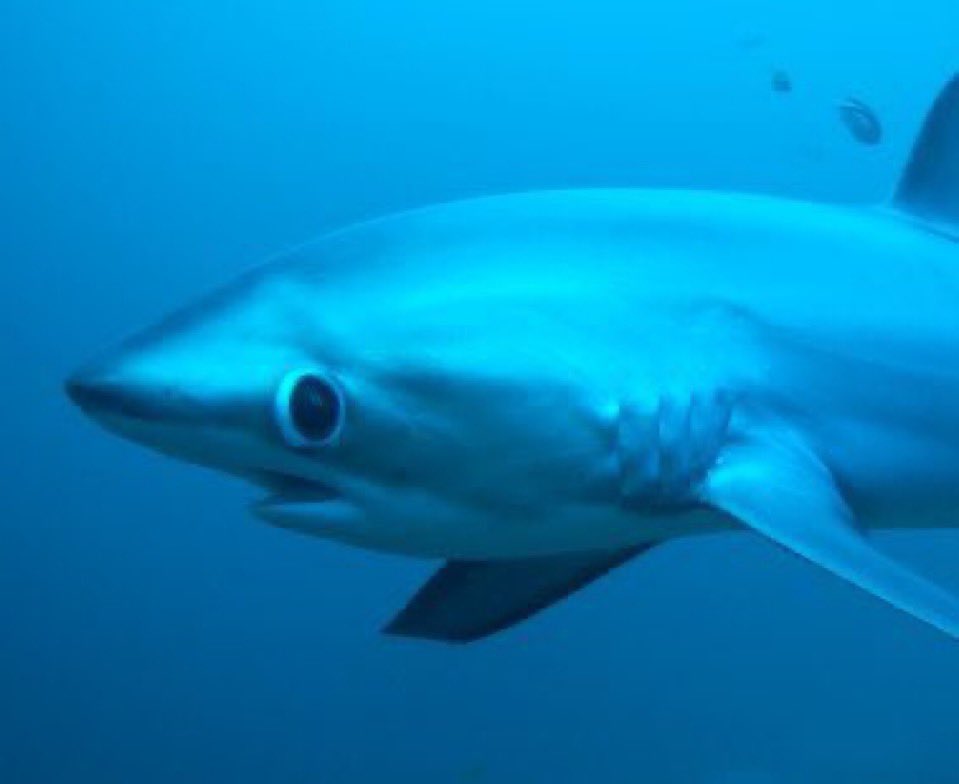 tetebbi's tweet image. ITS HIM