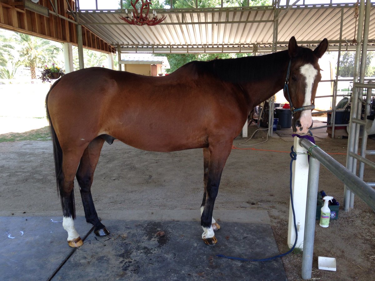 GloriousAllianc's tweet image. Smoothie became such a Beefcake of Burnin&apos; Love!!! @mardask33