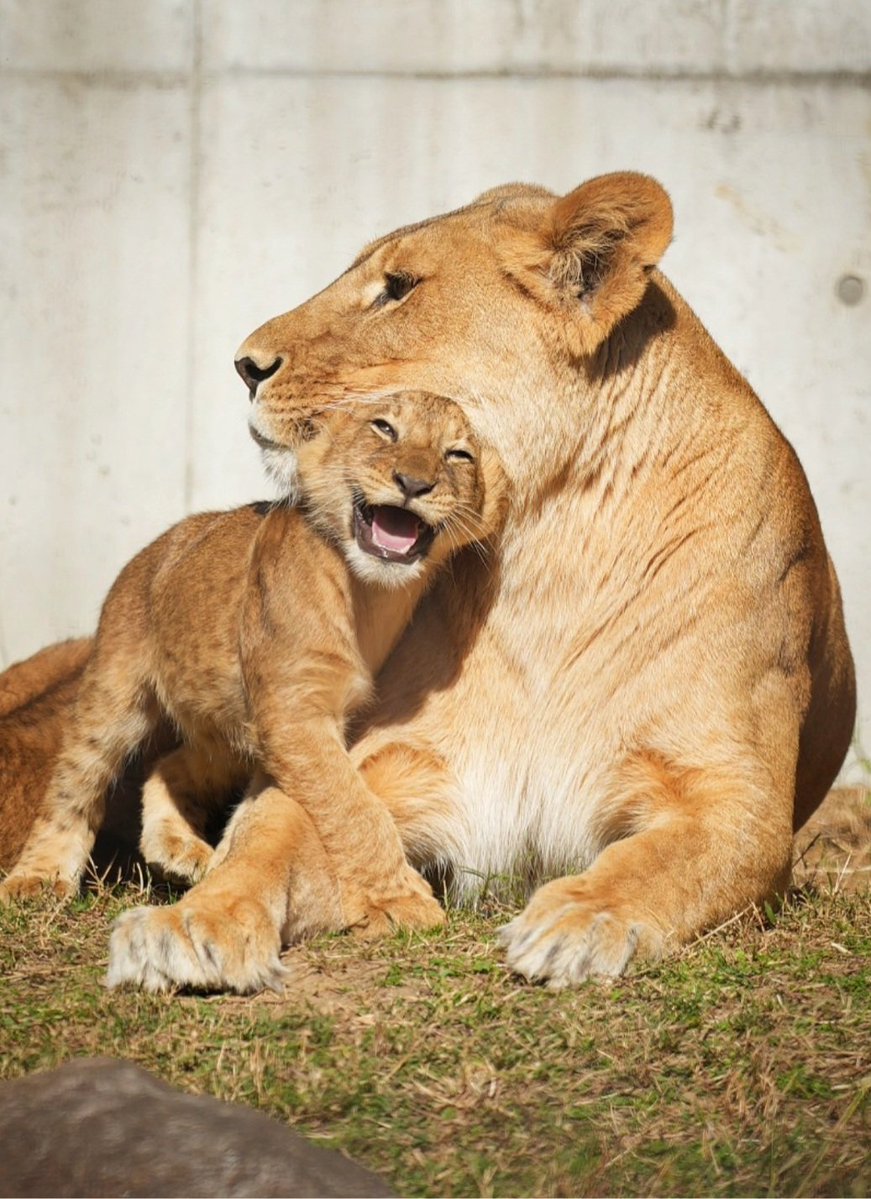 甘える表情も嬉しそうですね😄
#ライオン #のんほいパーク  #lion