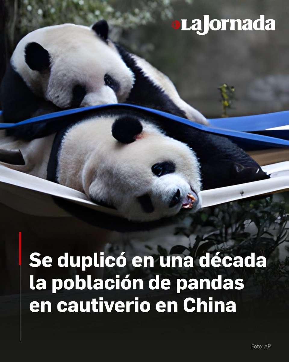 🐼 La Administración Nacional de Silvicultura y Praderas de China anunció un hito en la conservación: la población de pandas gigantes en cautiverio casi se ha duplicado, pasando de 422 en 2015 a 808 actualmente.

Como parte de los esfuerzos de protección, China ha integrado 73