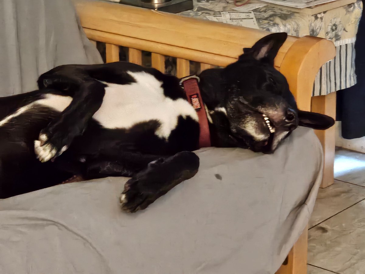 What would you name this dog after adopting him? The white on his chest goes all the way to his tail.