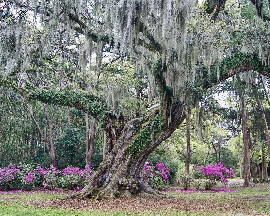 Lafayette, Louisiana tweet media