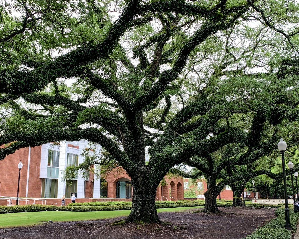Lafayette, Louisiana tweet media