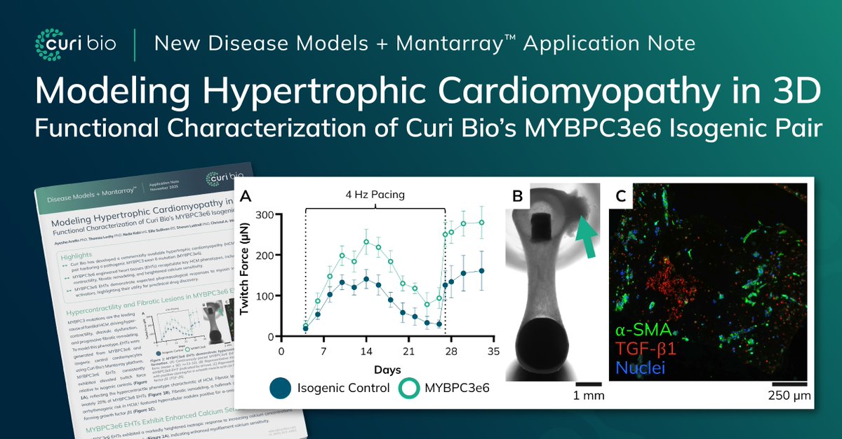 NEW Application Note: Modeling Hypertrophic Cardiomyopathy in 3D – Functional Characterization of Curi Bio’s MYBPC3e6 Isogenic Pair

Access the App Note: hubs.ly/Q03VsLrc0

#AppNote #MYBPC3 #DiseaseModel #3DTissues #EngineeredTissues
