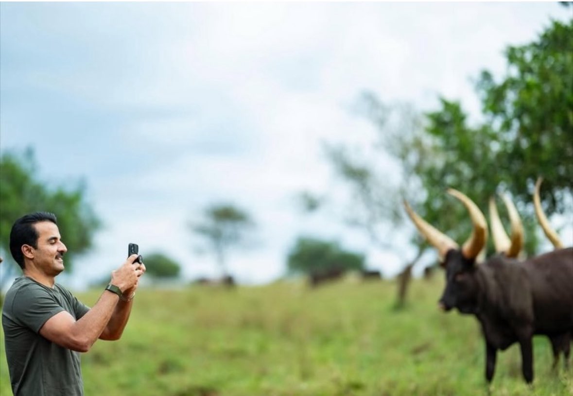 Ngabo_Karegeya's tweet photo. You’ll see many of them in Uganda. You’ll find others in Tanzania. Even South Africa is now buying them.
But these majestic long-horned cows are originally from Rwanda🇷🇼❤️, their true home.

Some people even believe they came from heaven itself, brought by Gihanga Ngomijana, the first king of Rwanda