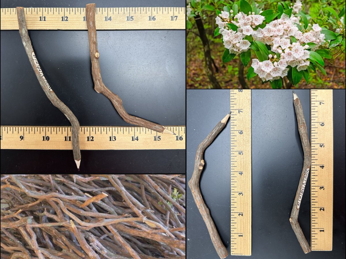 Mountain laurel has a fine, steady grain that works well with custom crafts. While known for its flower blooms and railings, its light, strong, and attractive wood structure makes it a favorite among artisans for various unique projects.