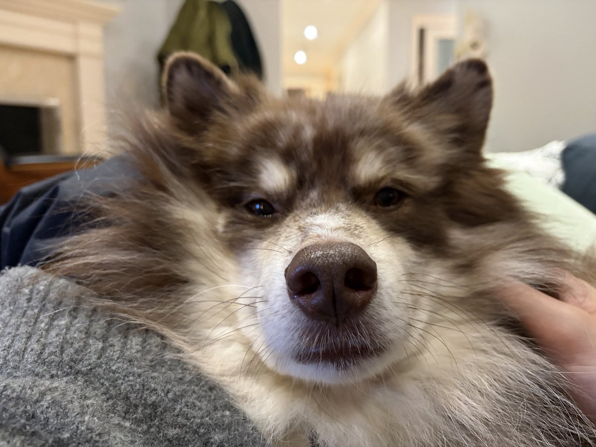 notbaileybrooks's tweet photo. imagine being this cozy. you can’t https://t.co/IG40zWOrop