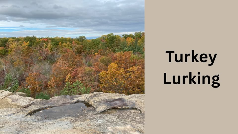 Visit Cranberry Lake Preserve, Sunday, November 23, 11 a.m. to 12 p.m. where we will trot around in search of any turkeys lurking in the preserve. Hiking shoes recommended.