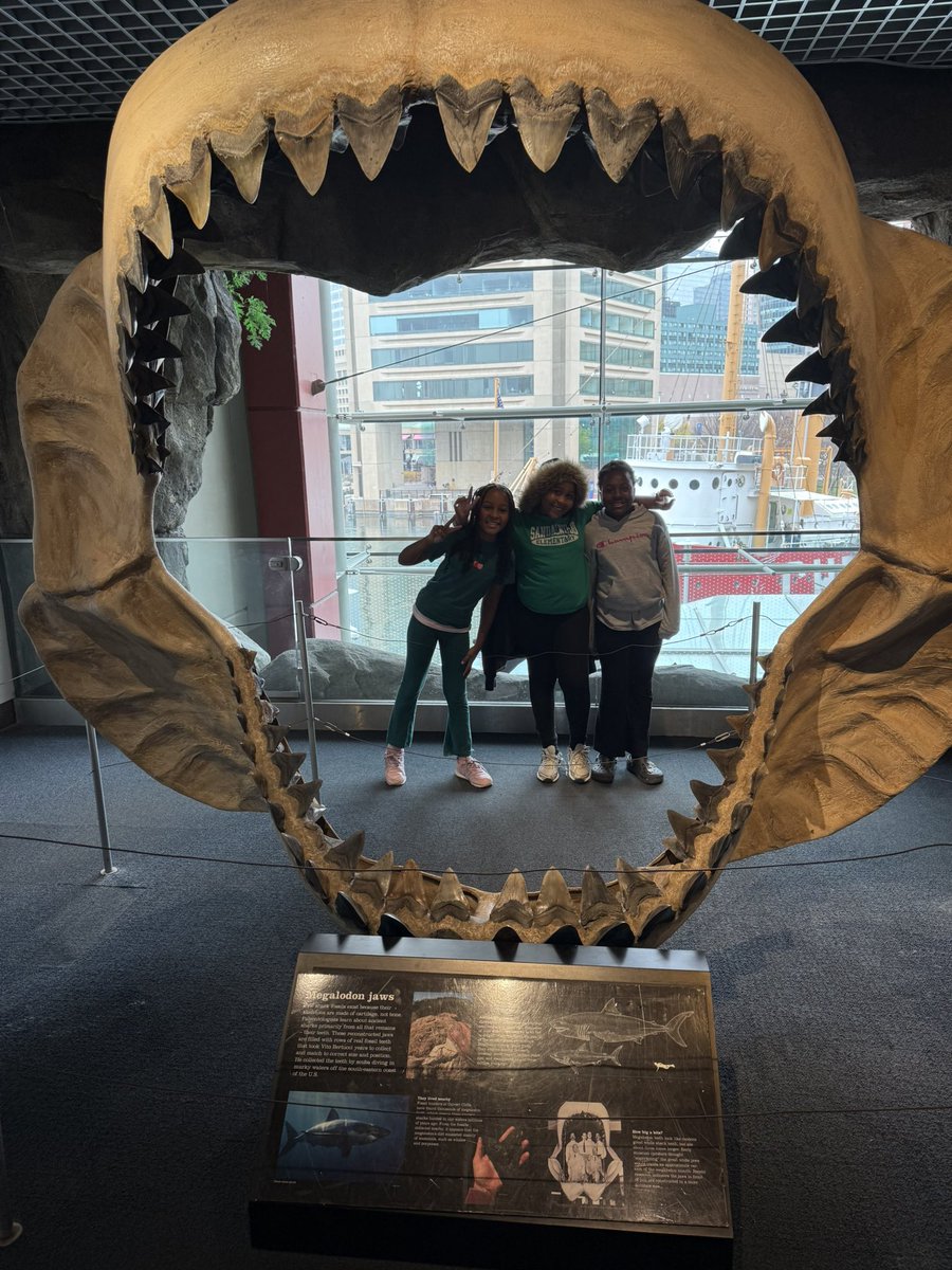 mrsament's tweet image. Yesterday our 4th graders went to the National Aquarium to build background knowledge ahead of their Turtle Trouble Science Unit! #CommunitySchools #enrichment #scienceoflearning