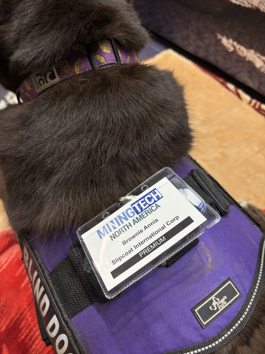 MiningTech1's tweet image. Meet Brownie, our canine delegate here at MiningTech North America Conference &amp;amp; Expo spreading joy with his warmth and affection to our attendees 🐶
