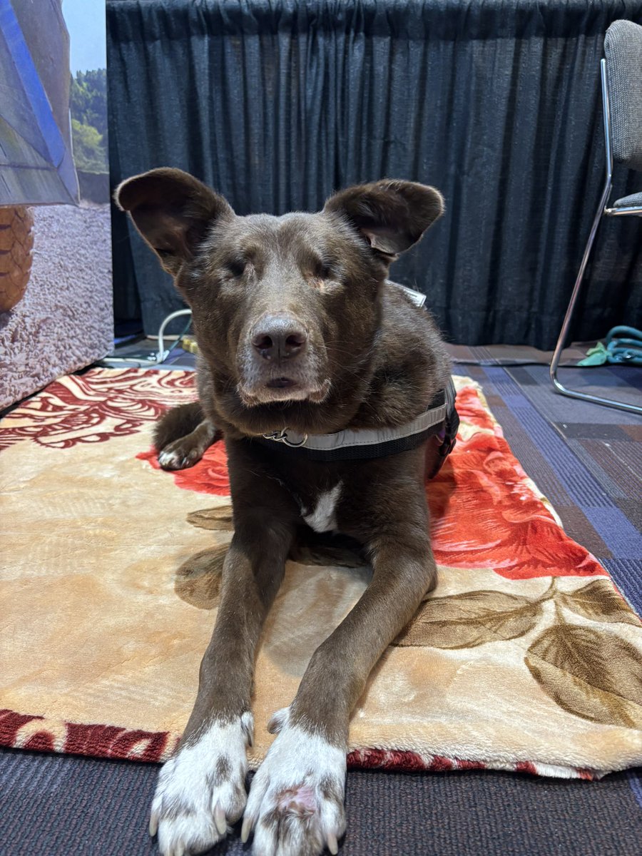 MiningTech1's tweet image. Meet Brownie, our canine delegate here at MiningTech North America Conference &amp;amp; Expo spreading joy with his warmth and affection to our attendees 🐶