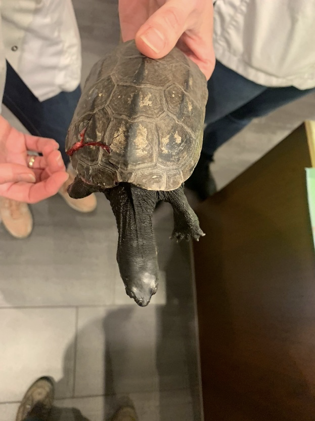 112animal's tweet image. In november 2023 bij ons gebracht, gevonden in #Amsterdam We zagen het somber in, binnen 1 dag zware ontsteking en bloedingen, omdat het afgebroken deel van de schild vast zat aan de pezen van de rechter voorpoot (waardoor wond steeds open bleef gaan).
Met antibiotica, glasvezel,…