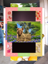 Les fleurs de jacinthe dans le balcon, odeur douce du printemps 🌸✉691510