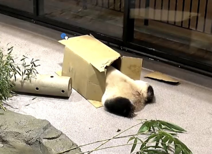 279kelly's tweet photo. A panda in a box! 🐼📦@qingbaopandadc https://t.co/PN3NAZ8BDS