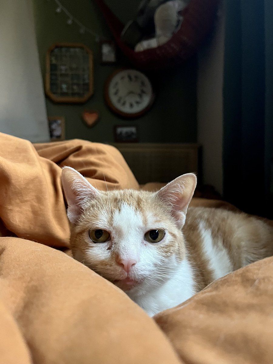 franzkatka's tweet image. she’s like if willem dafoe got turned into a cat