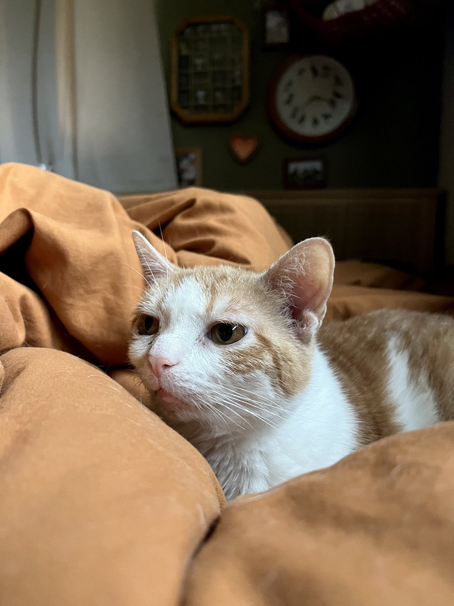 franzkatka's tweet image. she’s like if willem dafoe got turned into a cat